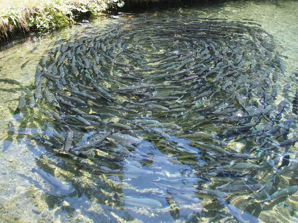 risque sanitaire dû à la densité de poissons des élevages piscicoles