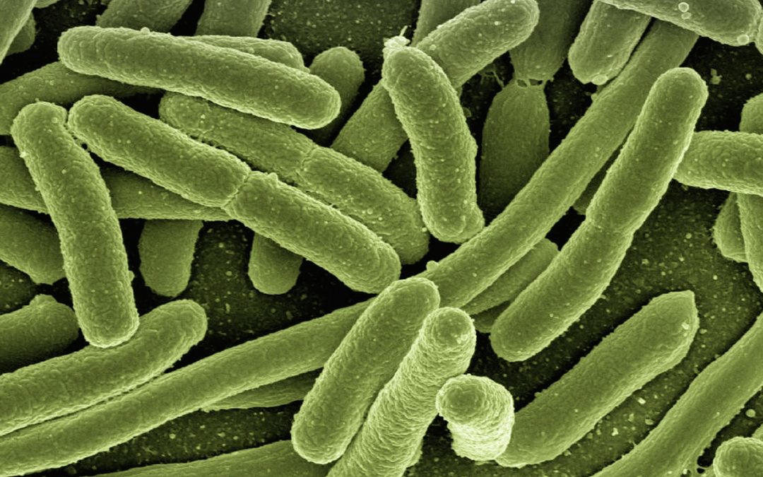 élimination bactérie e.coli grâce à l'utilisation de l'ozone