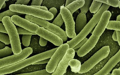 L’ozone élimine la bactérie Escherichia coli