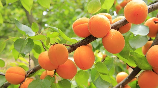 Utilisation de l'ozonation pour le traitement de l'abricot et des abricotiers