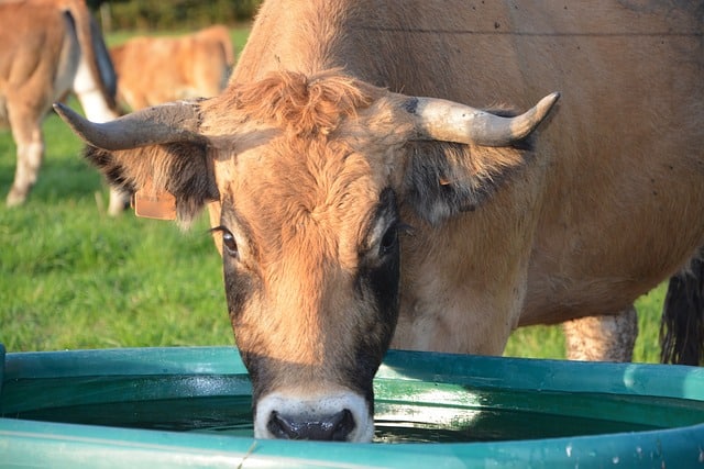 La qualité de l'eau d'abreuvement des élevages d'animaux, une obligation sanitaire