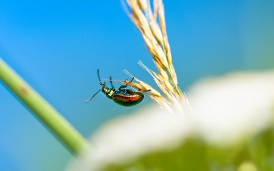 Efficacité de l’ozone sur les coléoptères dans les grains