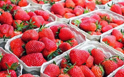 Traitement à l’ozone et stockage des fraises