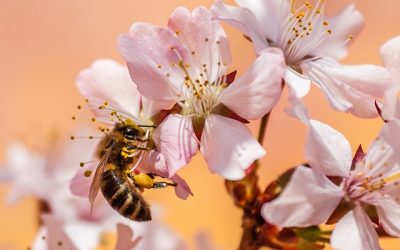 Décontamination microbienne du pollen d’abeille à l’ozone