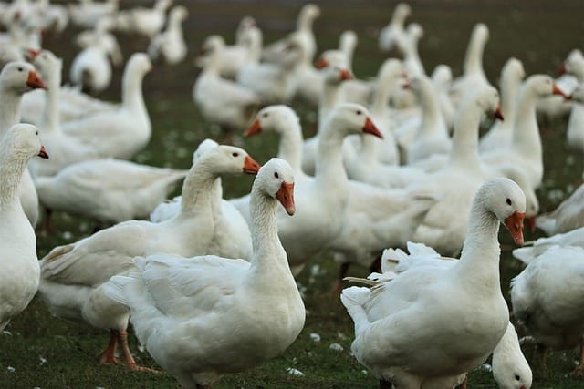 Utilisation de l'ozone dans la lutte contre la grippe aviaire