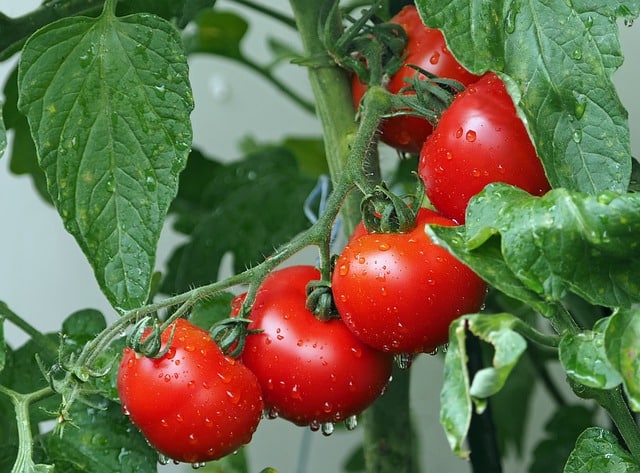L'ozonation contre le ToBRFV des tomates