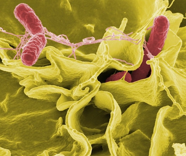 L'ozonation est une méthode puissante et efficace pour l'élimination des coliformes des effluents.