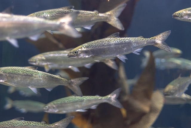 L'ozonation est une technologie prometteuse pour l'aquaculture des salmonidés