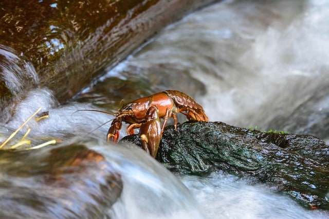 L’ozone en pince pour l’astaciculture