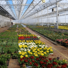 ozone serriculture fleurs