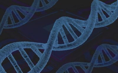 Endotoxines bactériennes et ozonation
