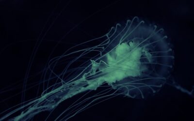 Action de l&rsquo;ozone sur les protozoaires