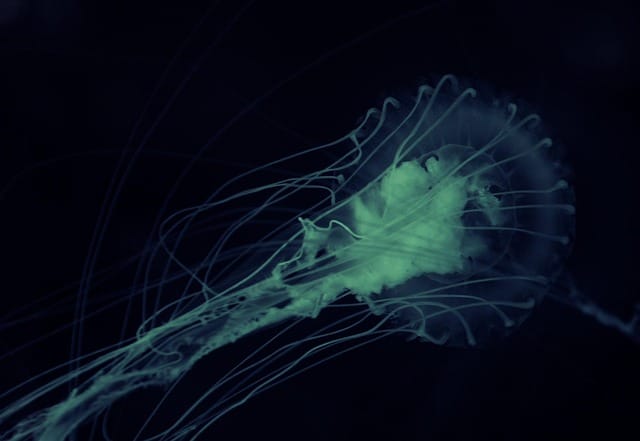 L'efficacité de l'ozone sur les protozoaires dans le traitement de l'eau