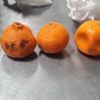 ORANGES 1