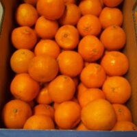 ORANGES 3