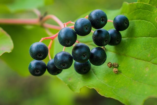l’ozone peut être un outil efficace dans la culture du cassis
