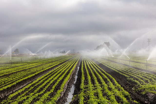 L'optimisation de l'utilisation de l'eau en agriculture est devenue une priorité face aux défis environnementaux et aux ressources hydriques limitées. Parmi les solutions innovantes, l'ozonation se distingue comme une méthode efficace
