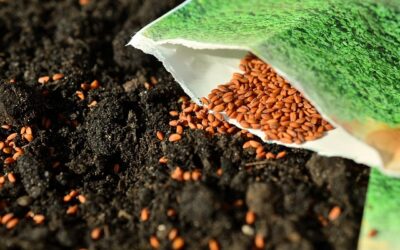 Améliorer la germination des semences avec l&rsquo;O3