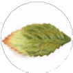Chute des feuilles