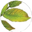 Jaunissement de la feuille