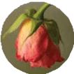 Flétrissement des fleurs