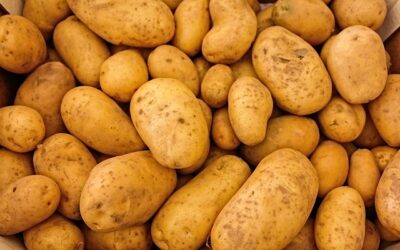 L’ozone dans le traitement des pommes de terre
