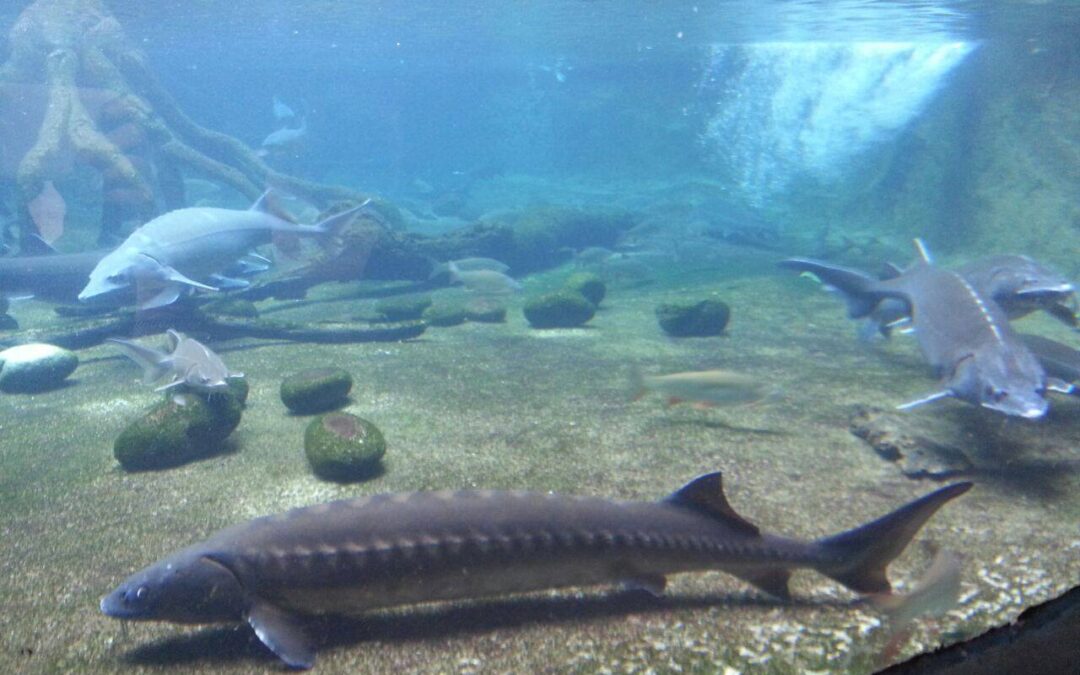 les principaux effets sur les agents pathogènes microbiens des poissons avec l'ozone