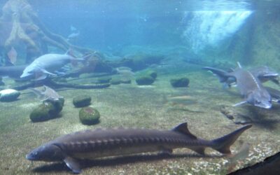 Agents pathogènes et ozonation en aquaculture
