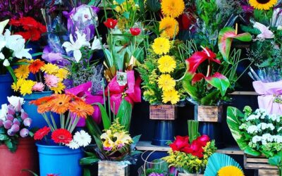 Conservation des fleurs coupées avec de l’eau ozonée