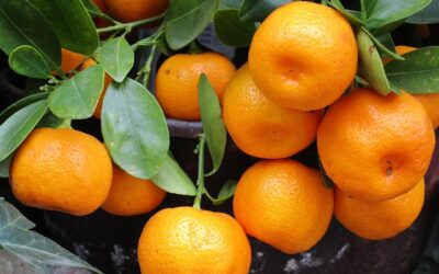 Le traitement synergique à l&rsquo;eau ozonée des mandarines