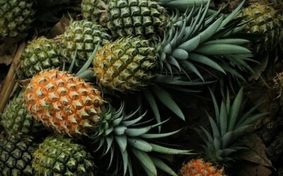 L&rsquo;ozone pour le traitement et la culture des ananas
