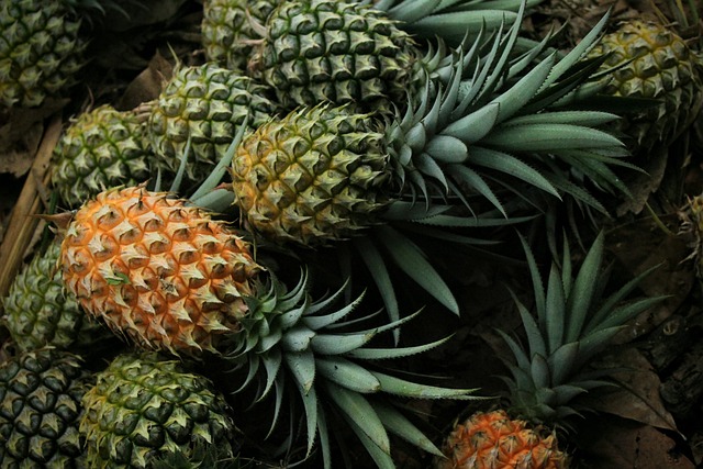 Dans un monde où l’agriculture doit se réinventer, l’ozone pourrait devenir un allié incontournable de la filière ananas