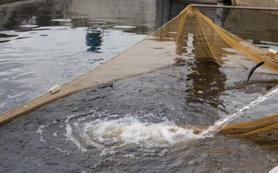 L’ozone utilisé pour les RAS dans l’aquaculture et la pisciculture