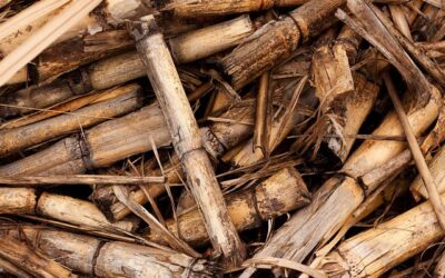 Valorisation de la biomasse agroalimentaire par prétraitement à l’ozone