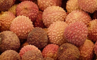 Installation d’un système de lavage des fruits à l’ozone