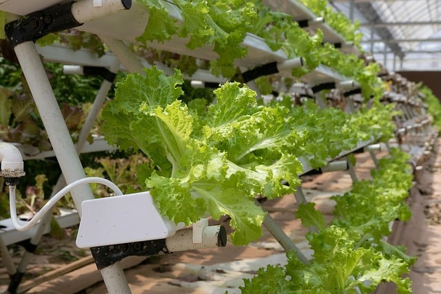 Utilisé pour la désinfection de l’eau d’irrigation