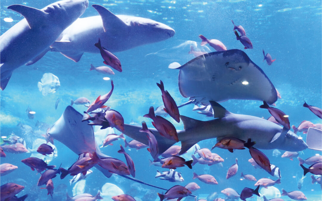 Système d’ozonation pour le traitement de l’eau d’un aquarium professionnel