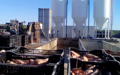 Eaux de lavage des pommes de terre : recyclage par ozone