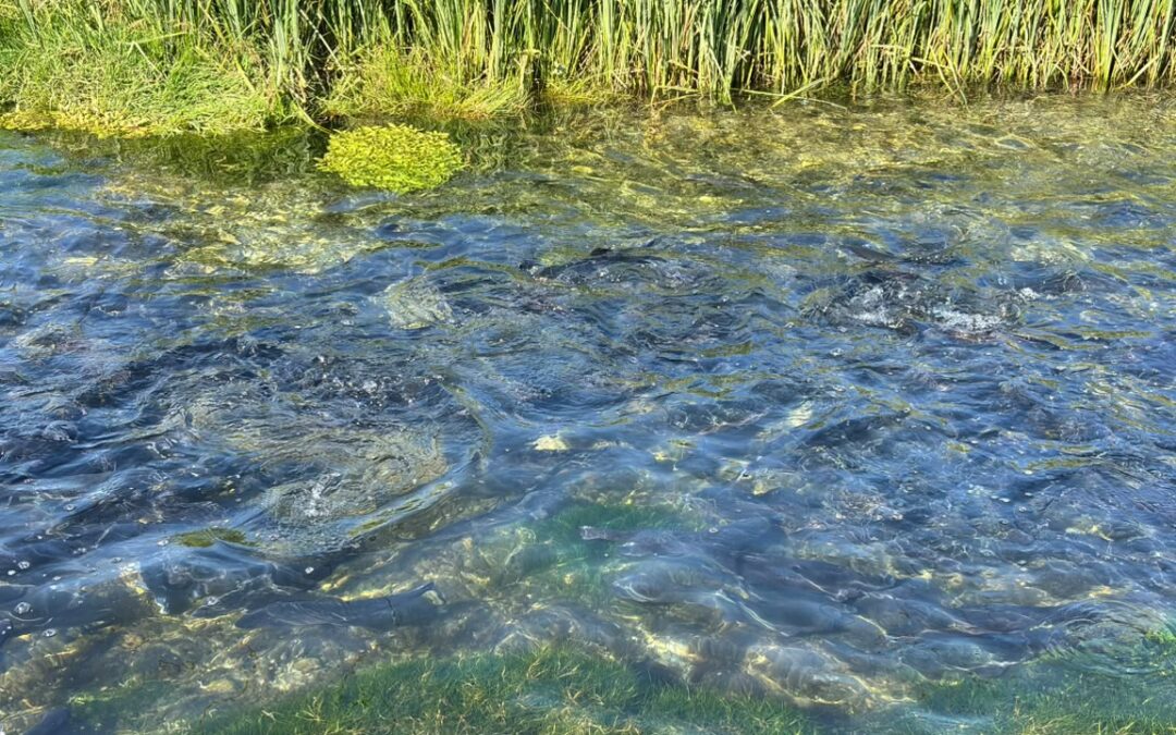 Injection d’ozone sur une boucle secondaire dans un système aquacole RAS