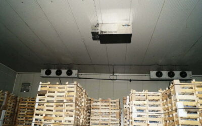 Ozone et conservation des poires en chambre froide