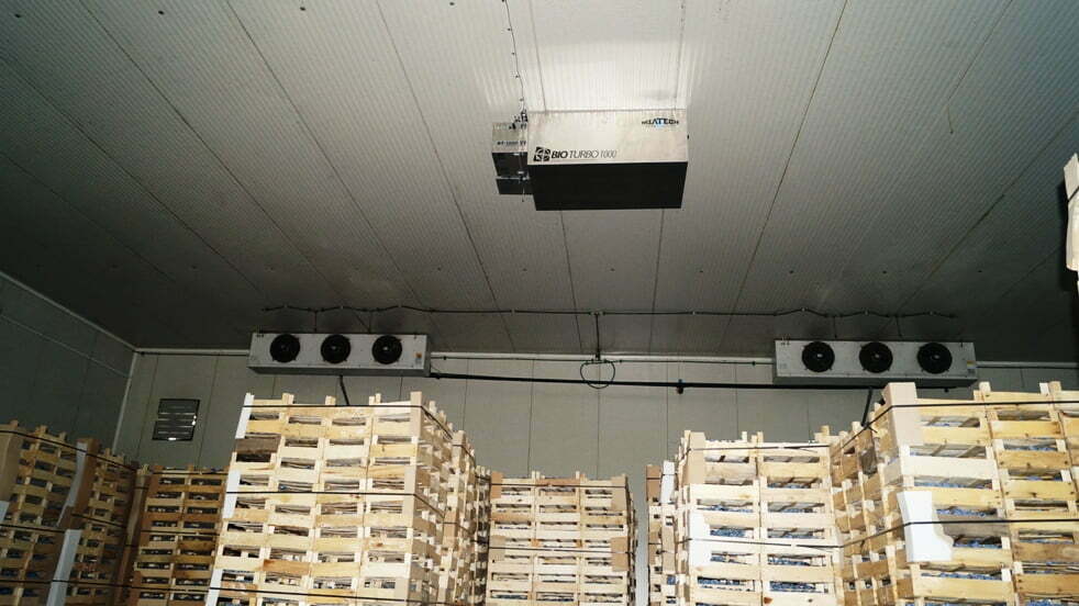 Ozone et conservation des poires en chambre froide