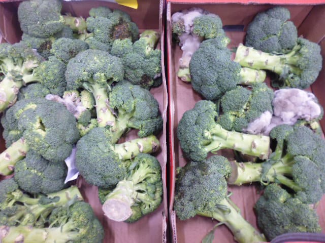 Brocoli jauni par l’éthylène après stockage en chambre froide